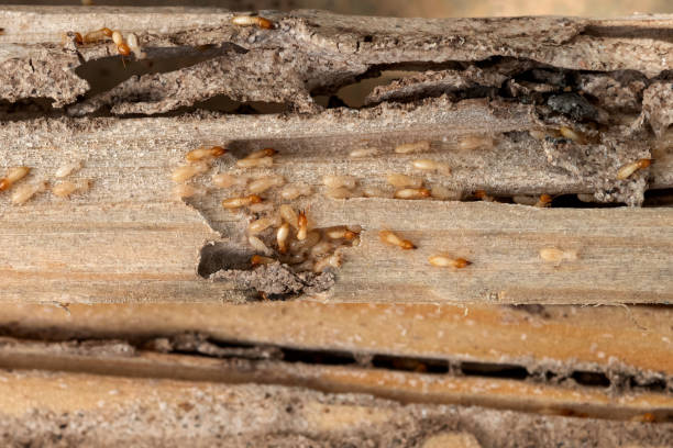 Insect Control in Hershey, PA